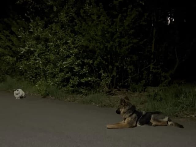 German Shepherd Dog