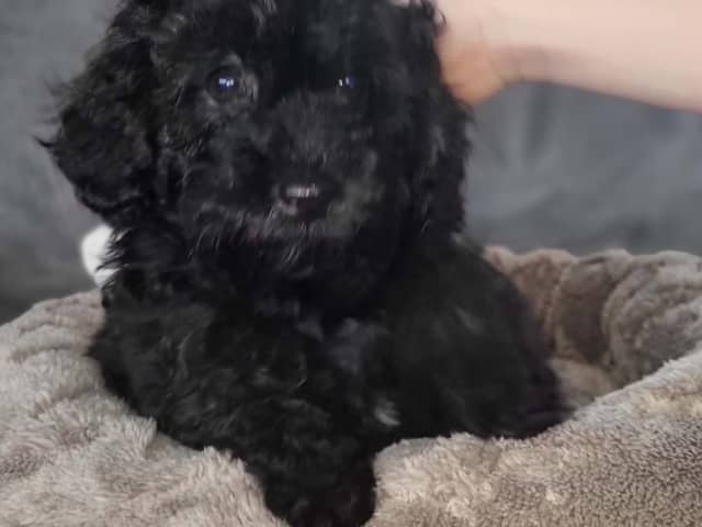 Maltipoo · Ystad · Jenny M.