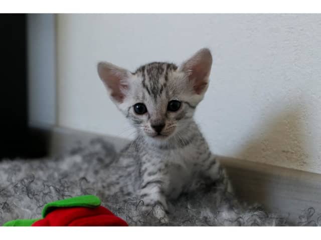 Egyptian Mau