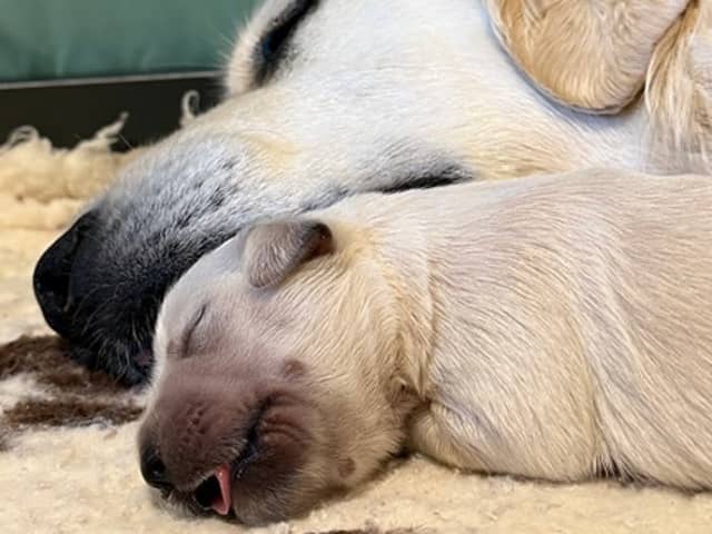 Golden Retriever