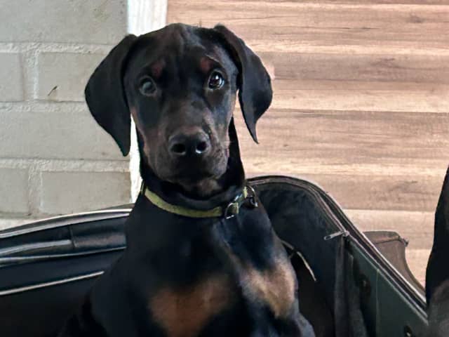 Dobermann