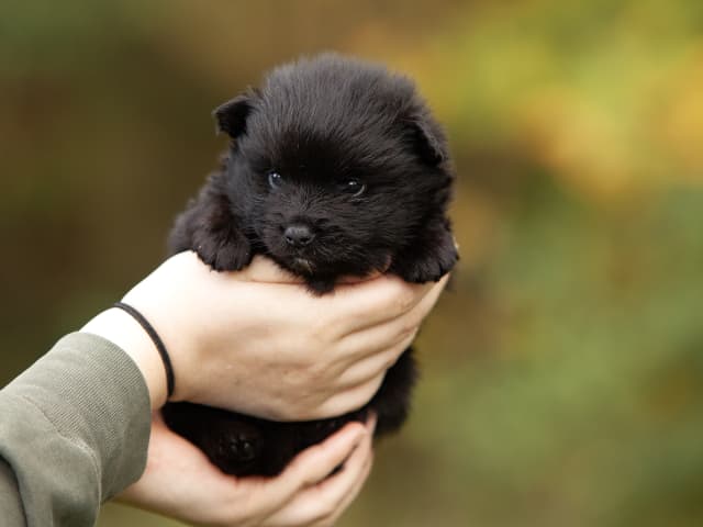 German Spitz – Mittelspitz · Enköping · Kerberos Silver