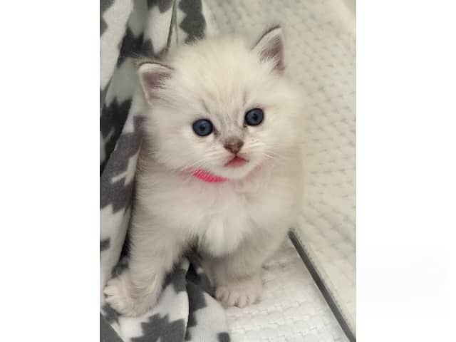 Ragdoll