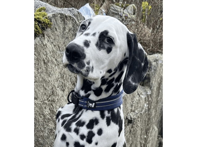 Dalmatian