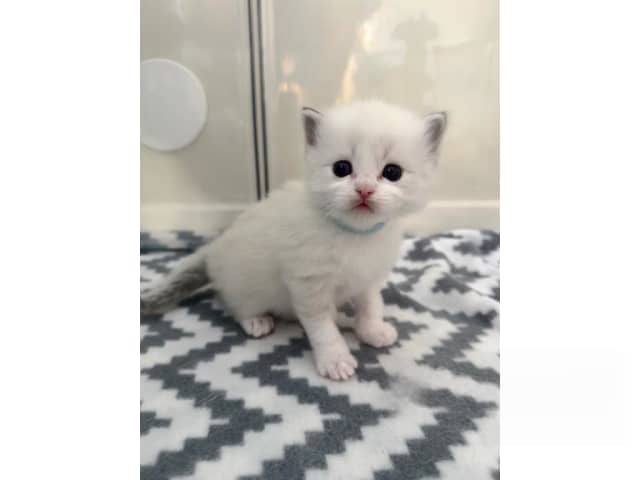 Ragdoll