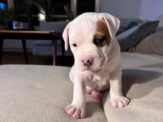 American Staffordshire Terrier