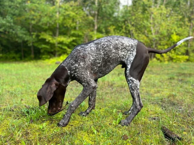 German Shorthaired Pointer (Vorsteh)