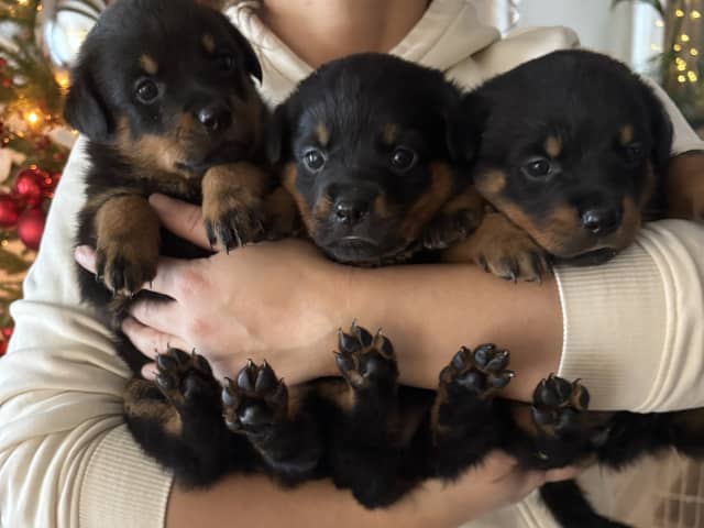Rottweiler