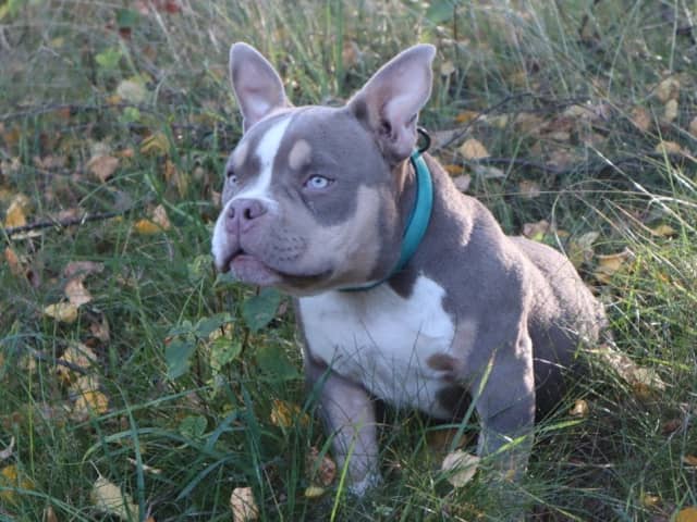American bully · Upplands väsby · Lion.bullys
