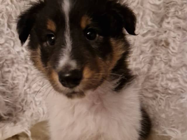 Shetland Sheepdog