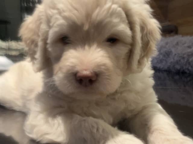 Bernedoodle