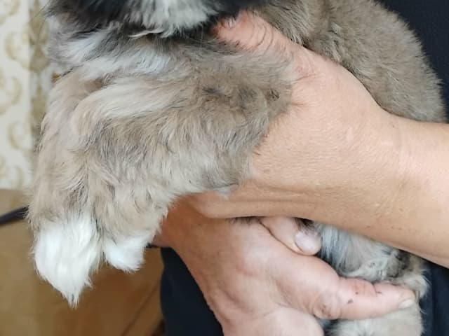 Shih Tzu