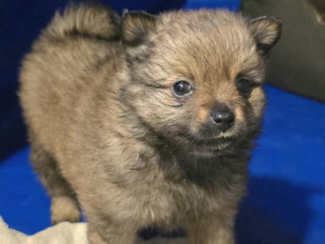 German Spitz – Mittelspitz · Luleå · Dålakungens kennel