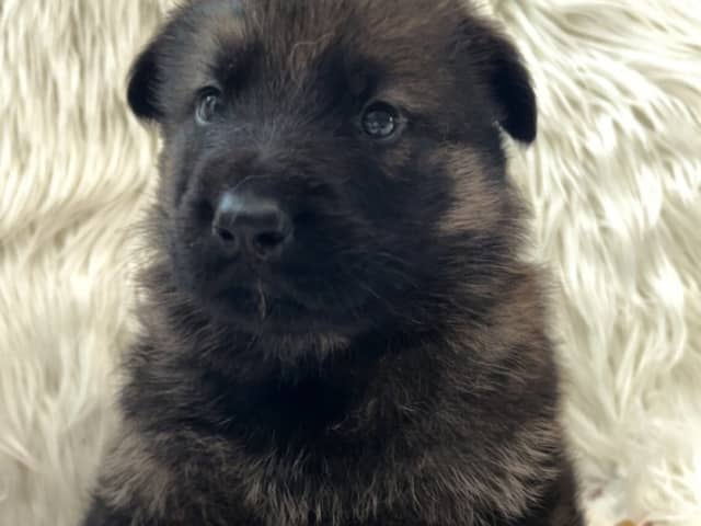 German Shepherd Dog · Liden · Snömarkens