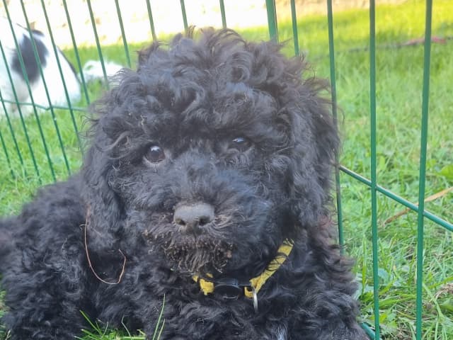 Maltipoo · Ystad · Jenny M.
