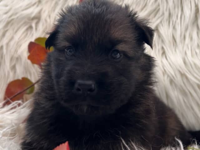 German Shepherd Dog · Liden · Snömarkens