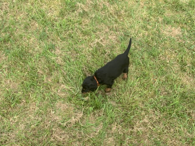 Gordon Setter