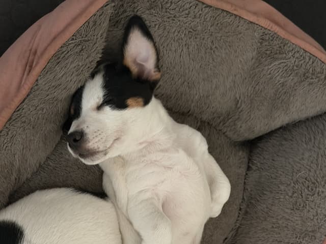 Jack Russell Terrier