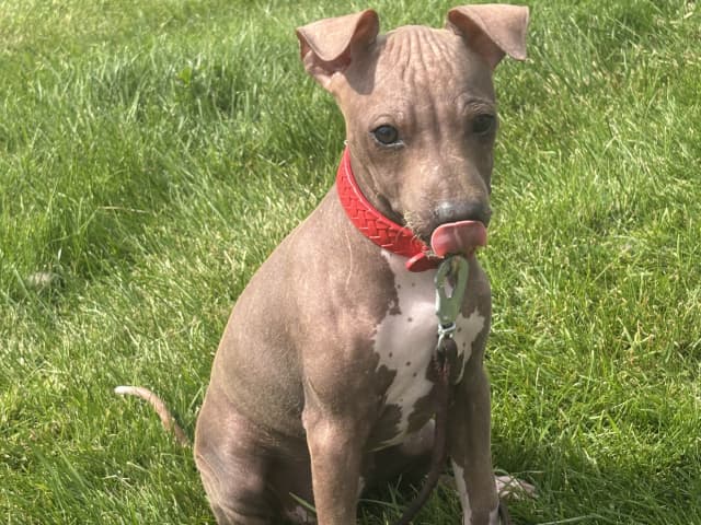American Hairless Terrier