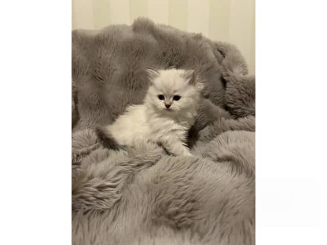 British Longhair