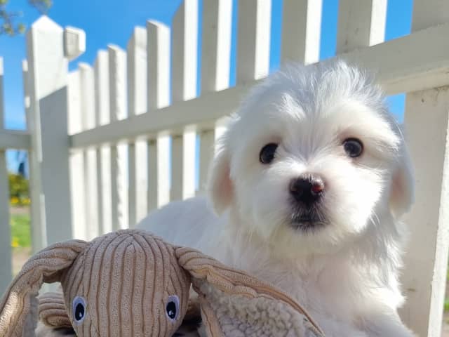 Maltese