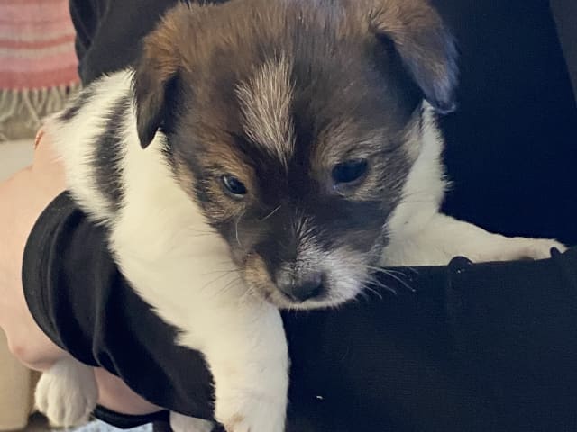 Jack Russell Terrier