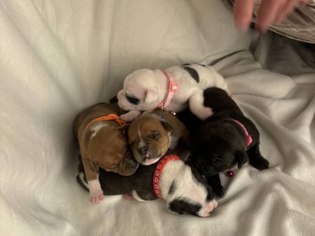 Staffordshire bull terrier