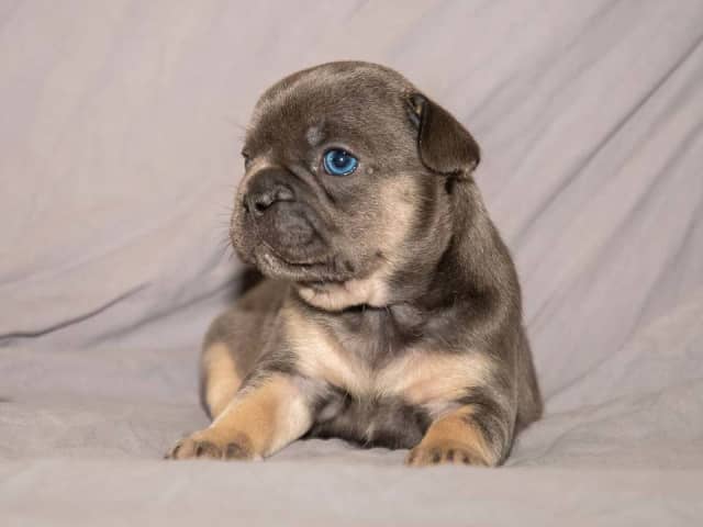 French Bulldog · Munka-ljungby · Skogslyckan