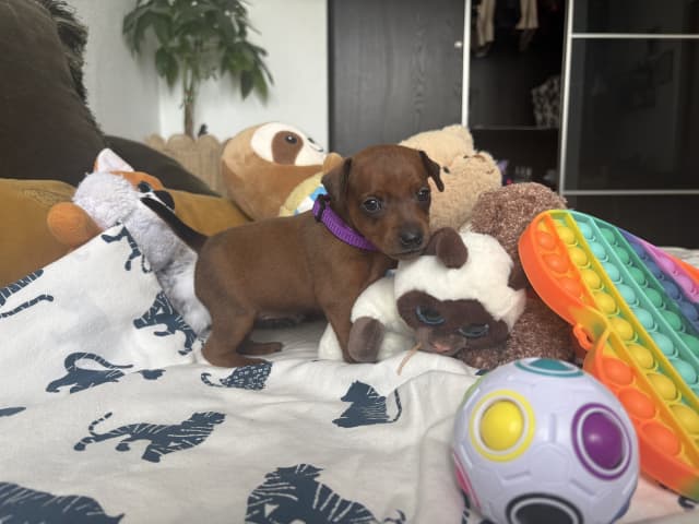 Miniature Pinscher