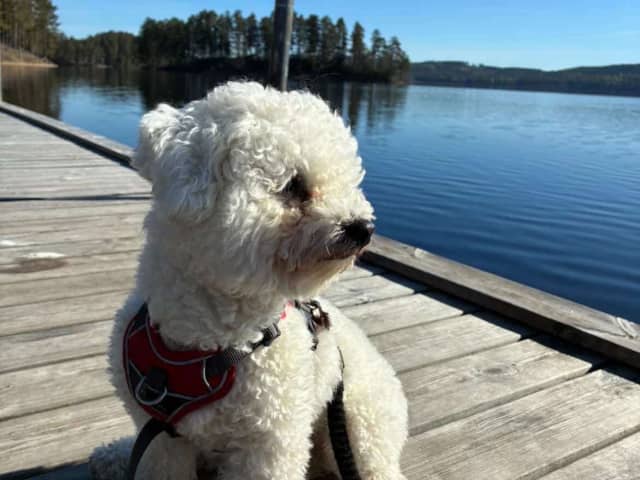 Bichon Frise