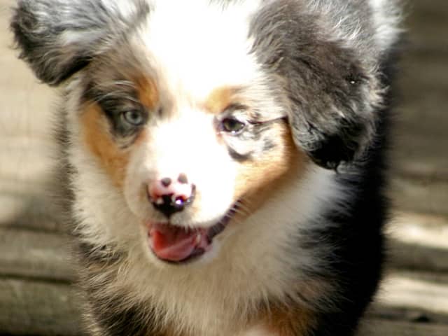 Australian Shepherd