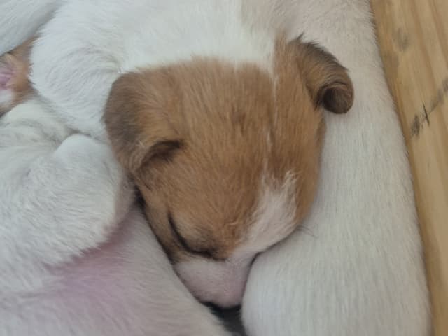 Jack Russell Terrier