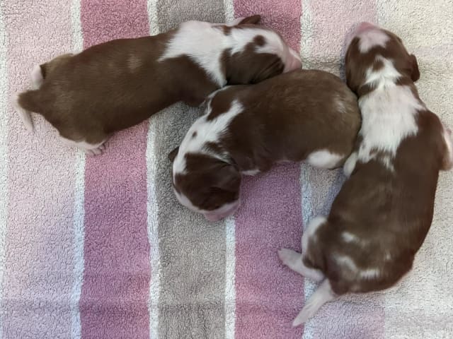 Welsh Springer Spaniel
