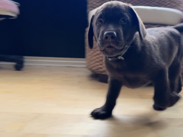 Labrador retriever · Rissa · Graciov A.