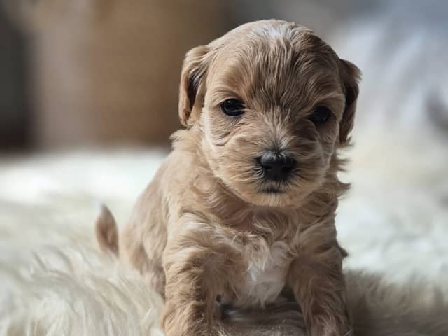 Maltipoo