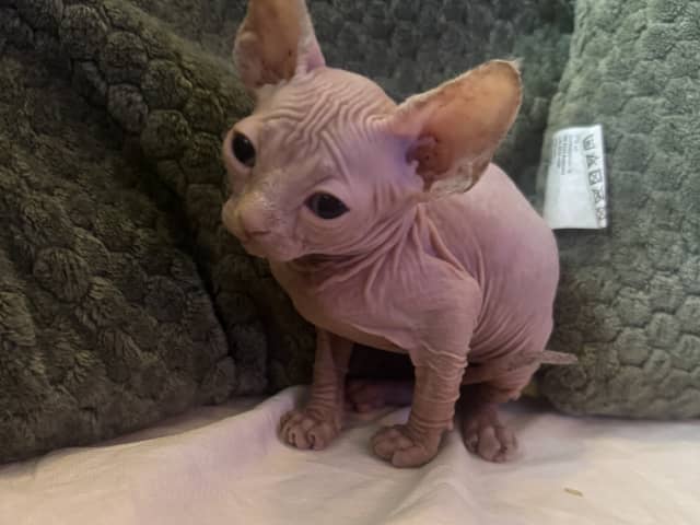 Sphynx