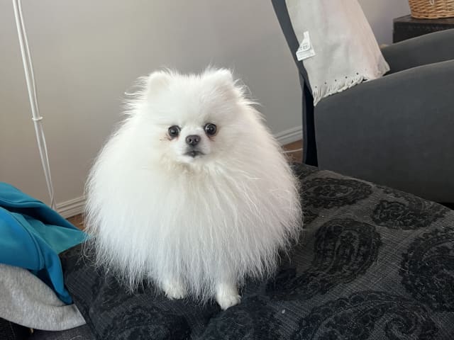 Pomeranian · Ljusterö · Björkarbo