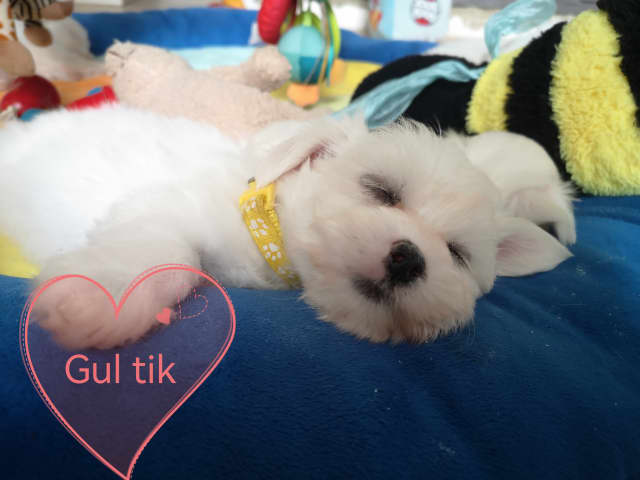 Maltese