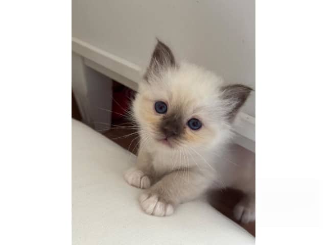 Birman