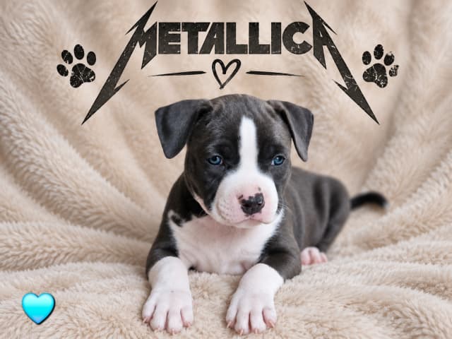 American Staffordshire Terrier