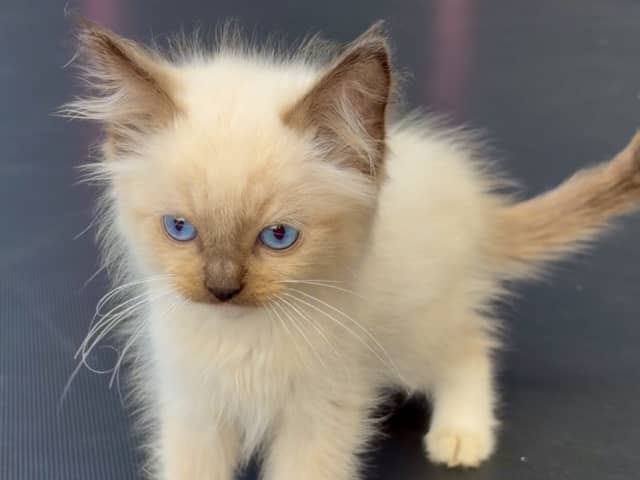 Ragdoll · Vittsjö · Fluffssons
