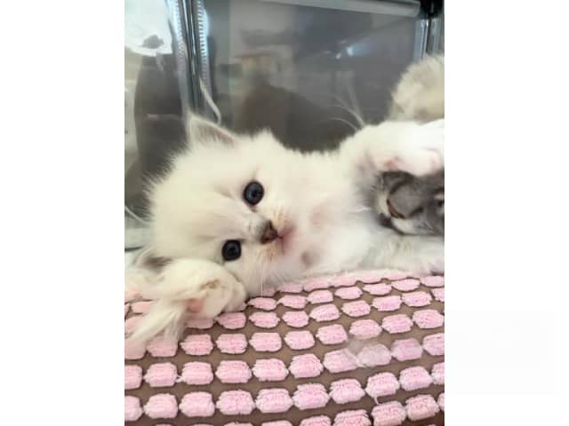 Ragdoll