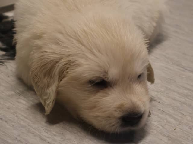 Golden Retriever