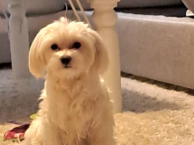 Maltese