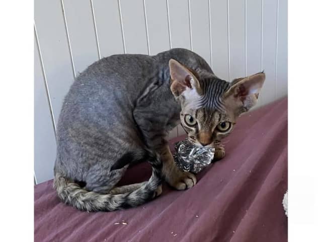 Devon Rex