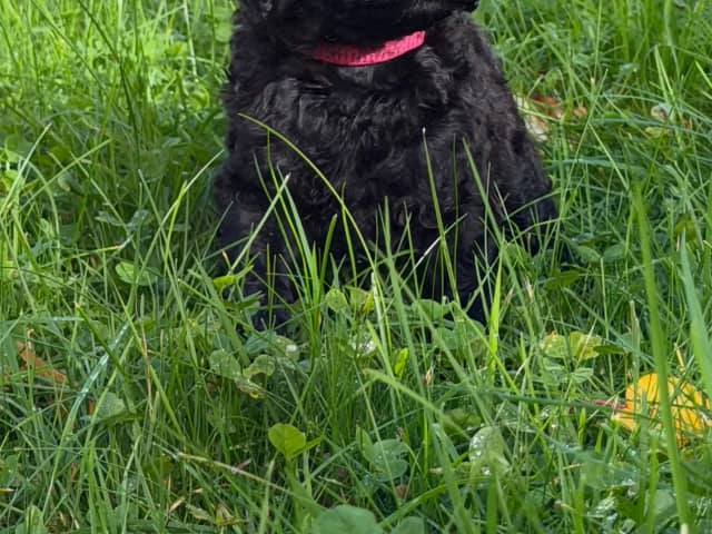 Standard Poodle