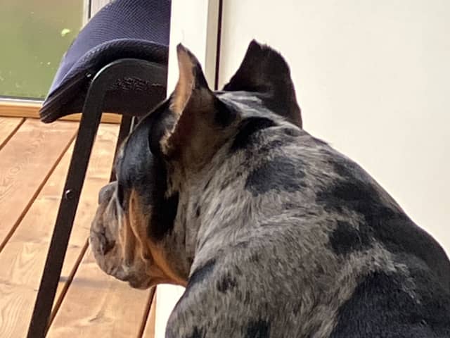 American Bully · Perstorp · Angela V.