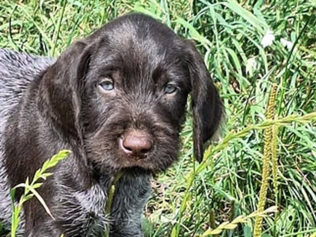 German Shorthaired Pointer (Vorsteh)