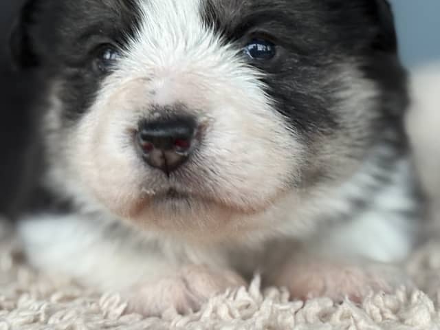 Welsh Corgi Pembroke