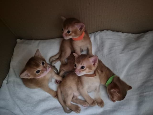 Abyssinian